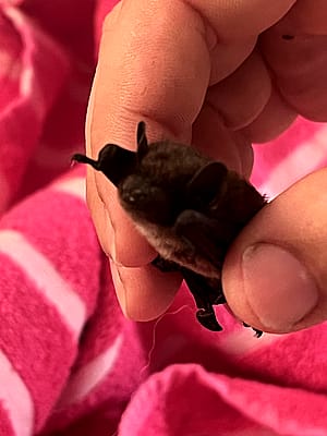 Found a bat in my house. Seems weak. Anyone know where to take him?'