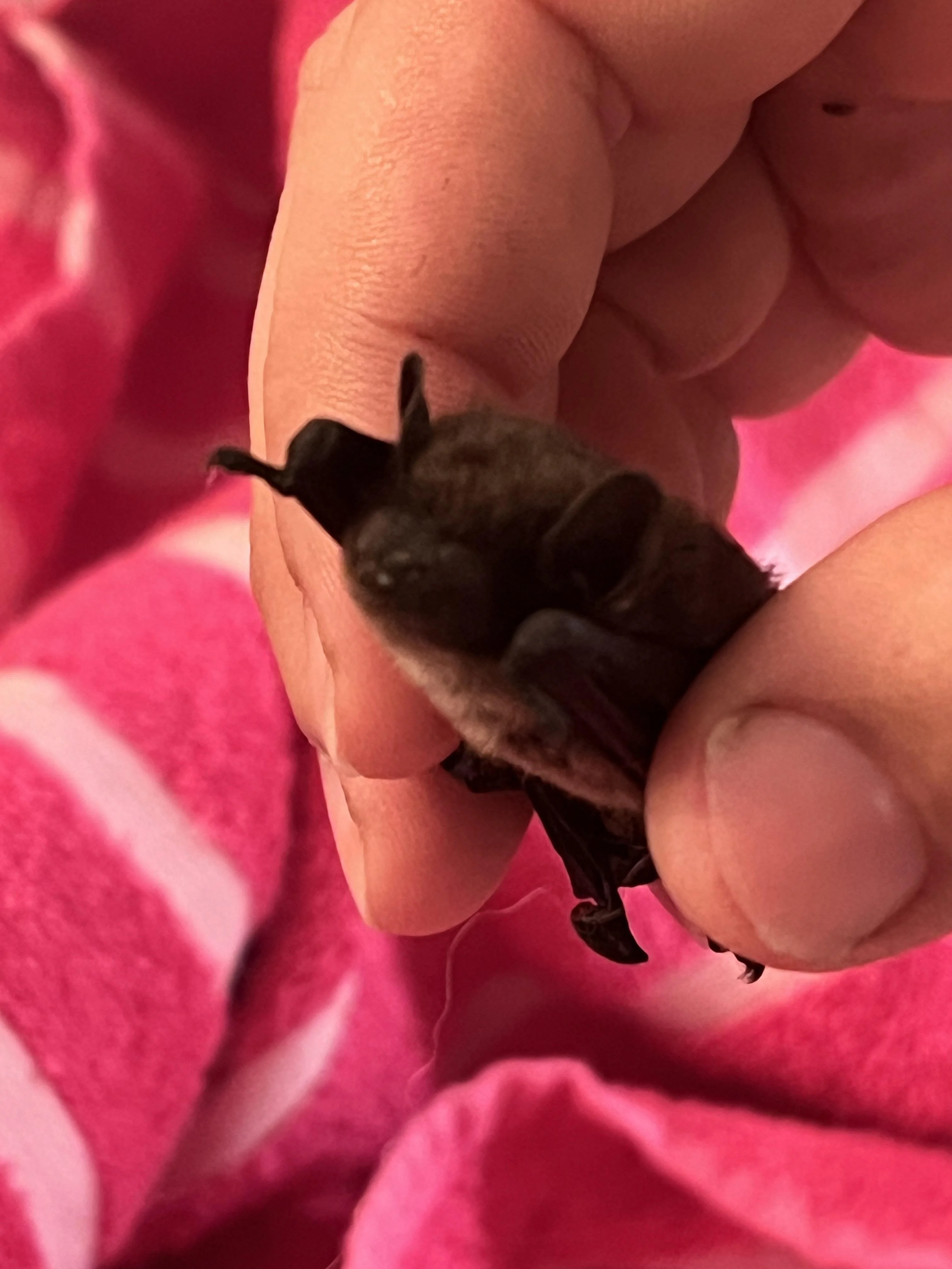 Found a bat in my house. Seems weak. Anyone know where to take him? picture 1 of 1